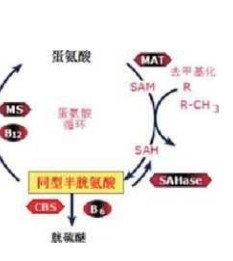 维生素检测
