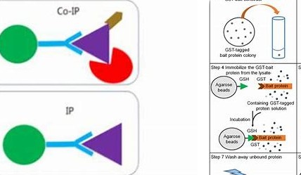 IP&Co-IP
