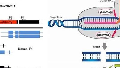 CRISPR/Cas9介导基因敲除细胞系建立