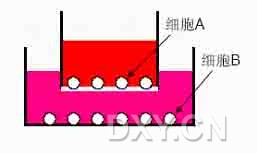 transwelltrans- 这个词根有转移,转运,穿过等意思, well 有小室的